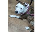 Adopt Lenny a Brindle American Staffordshire Terrier / Mixed Breed (Medium) /