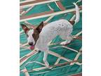 Adopt Hazelnut a White - with Brown or Chocolate Pointer / Pit Bull Terrier /