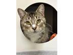 Adopt Myrtle a Brown Tabby Domestic Shorthair / Mixed Breed (Medium) / Mixed