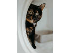 Adopt Waffles a All Black Domestic Shorthair / Mixed Breed (Medium) / Mixed