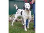 Adopt PTH Onyx a White - with Black Dalmatian / Hound (Unknown Type) / Mixed dog