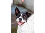 Adopt Maven a Border Collie / Australian Shepherd / Mixed dog in San Diego