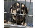 Adopt MONDO a Black Alaskan Klee Kai / Mixed Breed (Medium) / Mixed (short coat)