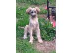 Adopt Baby Cakes a Tan/Yellow/Fawn Poodle (Standard) / German Shepherd Dog /