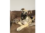 Adopt Scarlett a Brown/Chocolate - with Black German Shepherd Dog / American