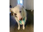 Adopt Willy a White - with Brown or Chocolate Australian Shepherd / Mixed dog in