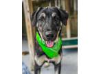 Adopt Tiko a Black - with Tan, Yellow or Fawn Anatolian Shepherd / Mixed dog in