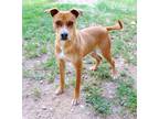 Adopt Martell K8 2/16/24 a Brown/Chocolate American Pit Bull Terrier / Mixed