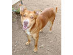 Adopt Bart K18 3/13/24 a Brindle Labrador Retriever / Mixed Breed (Medium) /