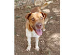 Adopt Finn K2 2/23/24 a Tan/Yellow/Fawn Mixed Breed (Small) / Mixed Breed
