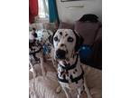 Adopt Indy a White - with Black Dalmatian / Mixed dog in San Diego