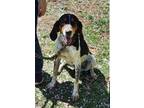 Adopt Diesel a Tricolor (Tan/Brown & Black & White) Bluetick Coonhound / Mixed
