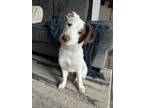 Adopt Chanel a White Mixed Breed (Small) / Mixed Breed (Medium) / Mixed (short