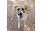 Adopt Maz/Patch K4 2-19-24 a Brindle Anatolian Shepherd / Mixed Breed (Medium) /