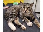 Adopt Brody a Spotted Tabby/Leopard Spotted Domestic Shorthair / Mixed (short