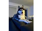 Adopt Nina a Black - with White Pomeranian / Husky / Mixed dog in GREENLAWN