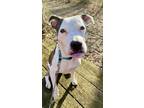 Adopt Sky a White Boxer / Mixed Breed (Medium) / Mixed (short coat) dog in