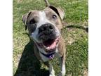 Adopt Stormy a Brindle American Pit Bull Terrier / Mixed Breed (Medium) / Mixed