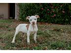 Adopt Chai a Brindle American Pit Bull Terrier / Mixed Breed (Medium) / Mixed