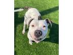 Adopt Duchess a White Mixed Breed (Small) / Mixed Breed (Medium) / Mixed (short