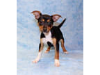 Adopt Bea DIRA 2/23/24 a Black Australian Shepherd / Mixed Breed (Medium) /