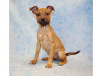 Adopt Brit K63 2/23/24 a Tan/Yellow/Fawn Australian Shepherd / Mixed Breed