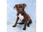 Adopt Christmas K16 11-27-23 a Black Golden Retriever / Mixed Breed (Medium) /