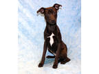 Adopt Elf K15 11-27-23 a Black Golden Retriever / Mixed Breed (Medium) / Mixed