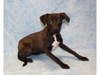 Adopt Star DIRF 11-27-23 a Brown/Chocolate Golden Retriever / Mixed Breed
