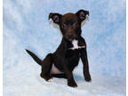 Adopt Blair K-97 2/23/24 a Black Australian Shepherd / Mixed Breed (Medium) /