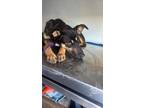 Adopt Negrita a Australian Kelpie / Terrier (Unknown Type