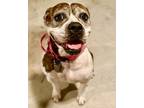 Adopt Barb a Brindle - with White Mixed Breed (Large) / Mixed dog in Houston