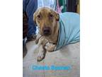 Adopt Cheeto Batman a Tan/Yellow/Fawn - with White Catahoula Leopard Dog / Pit