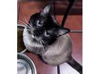 Adopt Ridgley a Siamese (short coat) cat in Jackson, GA (40814703)