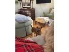 Adopt Pepper Leroy a Red/Golden/Orange/Chestnut Chiweenie / Mixed dog in