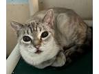 Adopt Estelle a Siamese (short coat) cat in Jackson, GA (40584986)