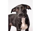 Adopt Annabell Grace a Black - with White American Pit Bull Terrier / Labrador