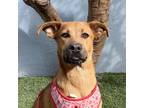 Adopt Delta a Brown/Chocolate Labrador Retriever / Black Mouth Cur / Mixed dog