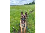 Adopt Jean-Claude Van Dog a Tan/Yellow/Fawn - with Black Mixed Breed (Large) /