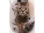Adopt Phoebe AND Joey a Brown Tabby Domestic Shorthair / Mixed (short coat) cat