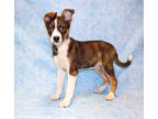 Adopt Marcellus DIRO 2-13-24 a Black Australian Cattle Dog / Mixed Breed