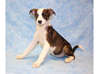 Adopt Nerissa DIRO 2-13-24 a Brown/Chocolate Australian Cattle Dog / Mixed Breed