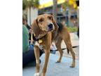 Adopt Indiana Bones a Brown/Chocolate - with Black Foxhound / Hound (Unknown
