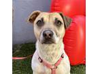 Adopt Cheesy a White - with Gray or Silver Jack Russell Terrier / Corgi / Mixed