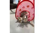 Adopt Stormy a Brown Tabby Domestic Shorthair / Mixed (short coat) cat in