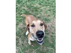 Adopt Stumpy a Tan/Yellow/Fawn Mountain Cur / Mixed dog in Sharon Center