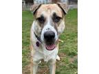 Adopt Titus a Tan/Yellow/Fawn - with Black St. Bernard / Shar Pei / Mixed dog in