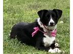 Adopt Juju a Black - with White Australian Shepherd / Border Collie / Mixed dog