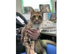 Adopt Friendship a Brown Tabby Domestic Shorthair / Mixed Breed (Medium) / Mixed