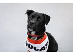 Adopt Mickey a Black Pit Bull Terrier / Husky / Mixed dog in Toledo